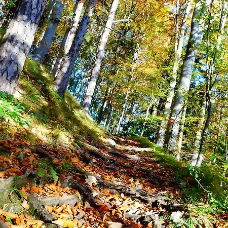 Gaestehaus Daurer 3* Reinsberg