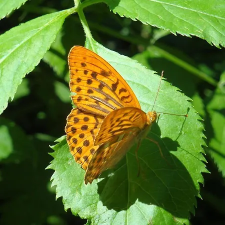 Gaestehaus Daurer Πανσιόν