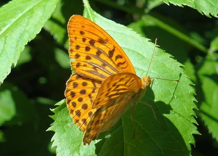 Gaestehaus Daurer بيت ضيافة